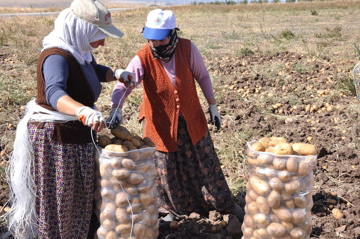 Patates Eken de Söken de Memnun Değil