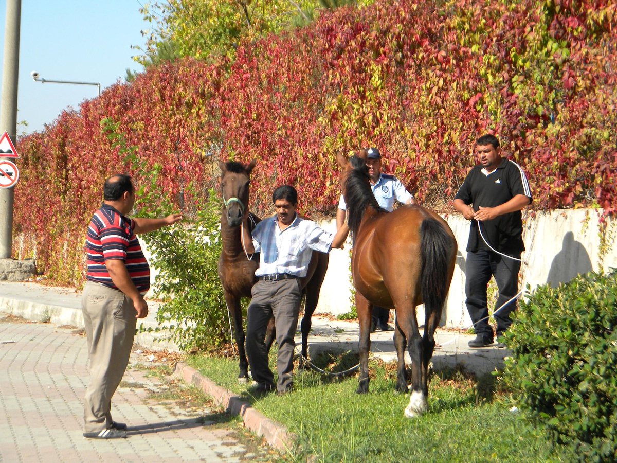 Polis ve Zabıtadan Beygir Yakalama Timi