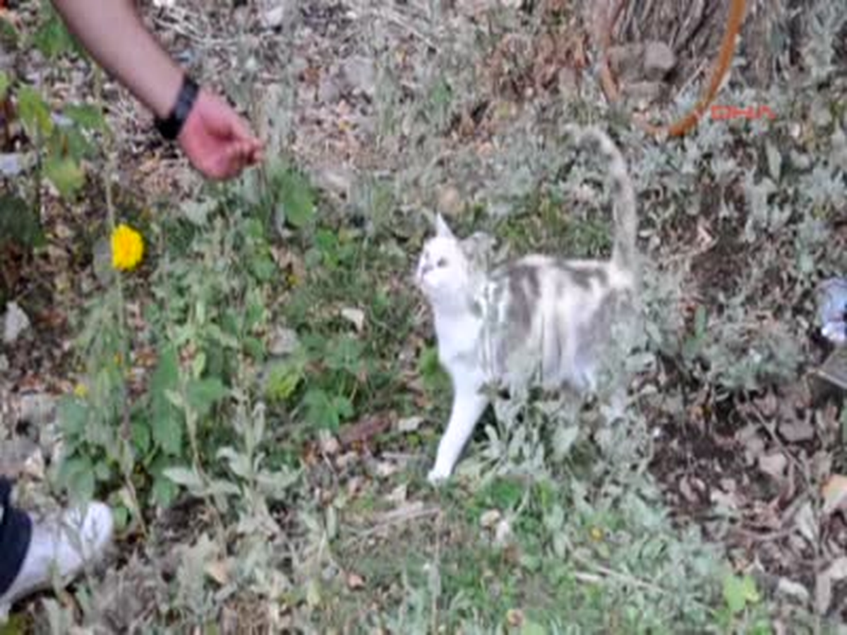 Yavrusunu Ağzından Bırakmıyor