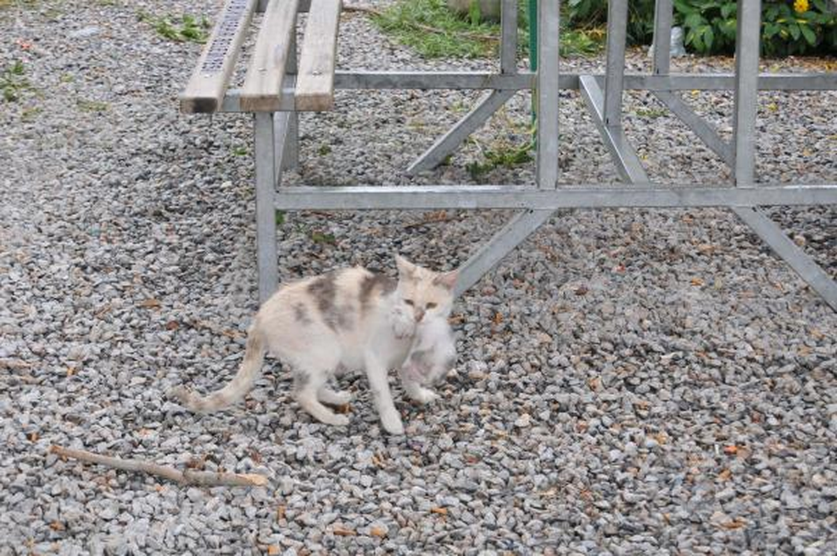 Yavrusunu Köpeklerden Korumak İçin Ağzından Bırakmıyor