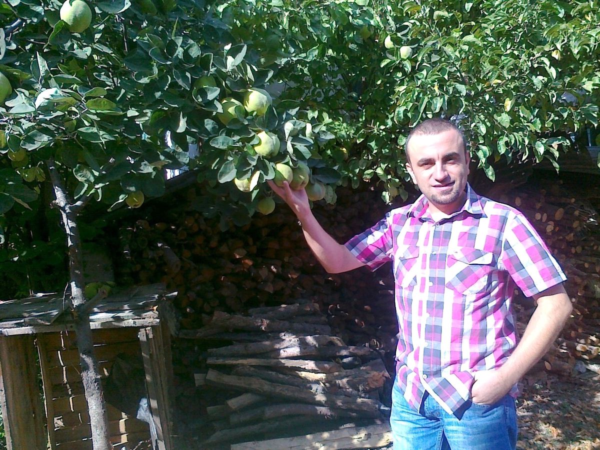 "Ayva Bol, Kış Sert mi Geçecek?"