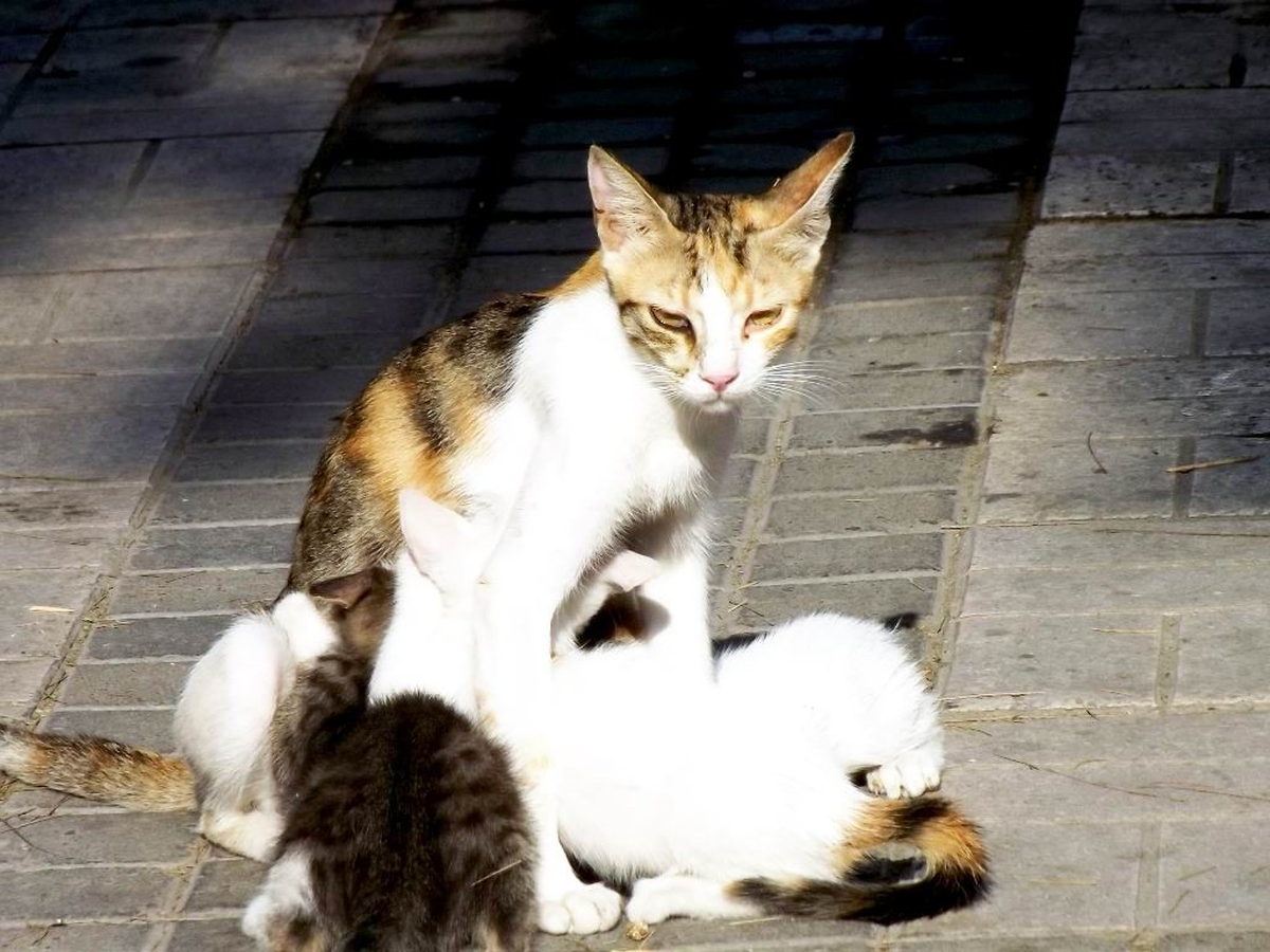 Ayvalık\'ta Anne Kedinin Yavru Sevgisi