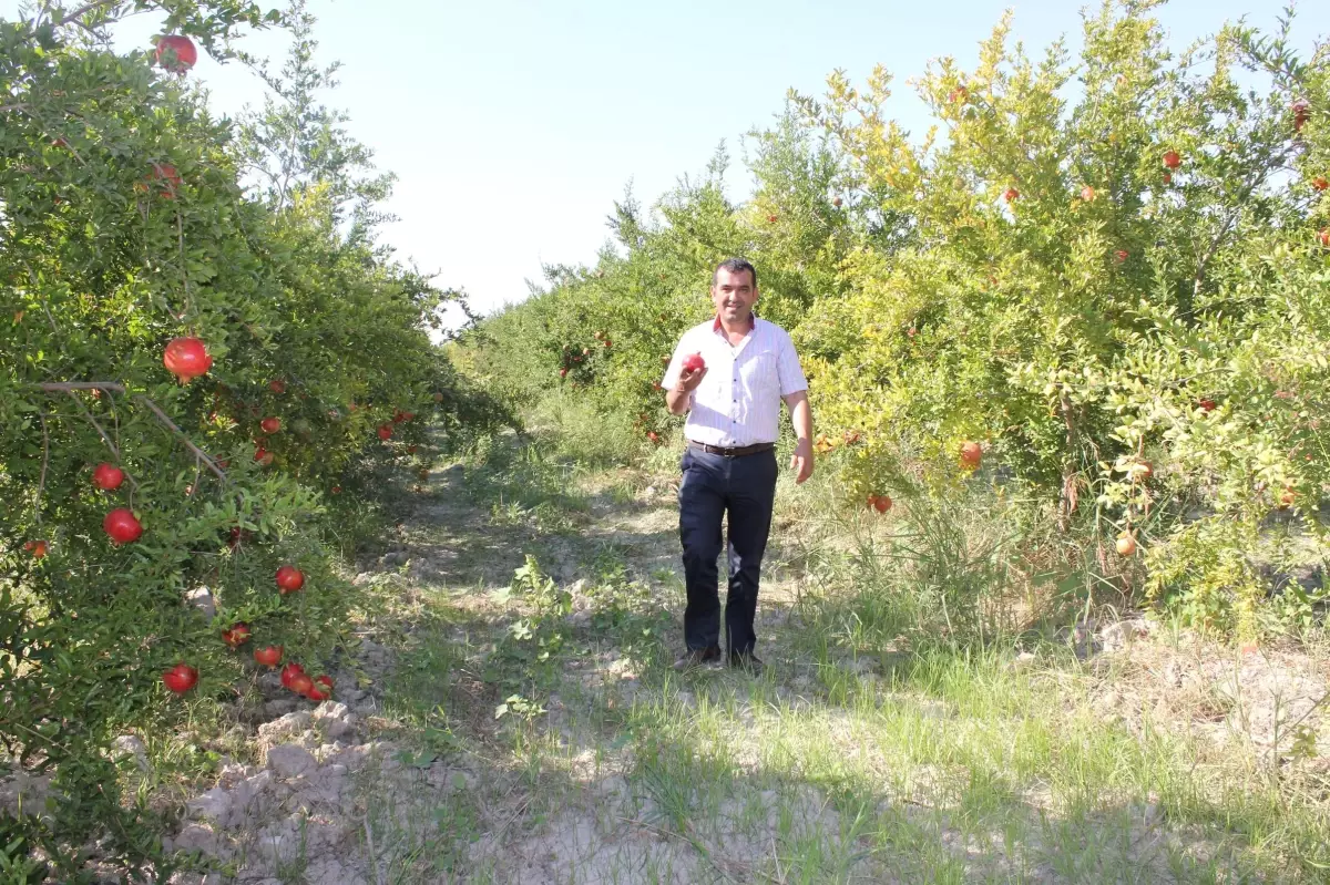 Denizli\'de Nar Hasadı Başladı