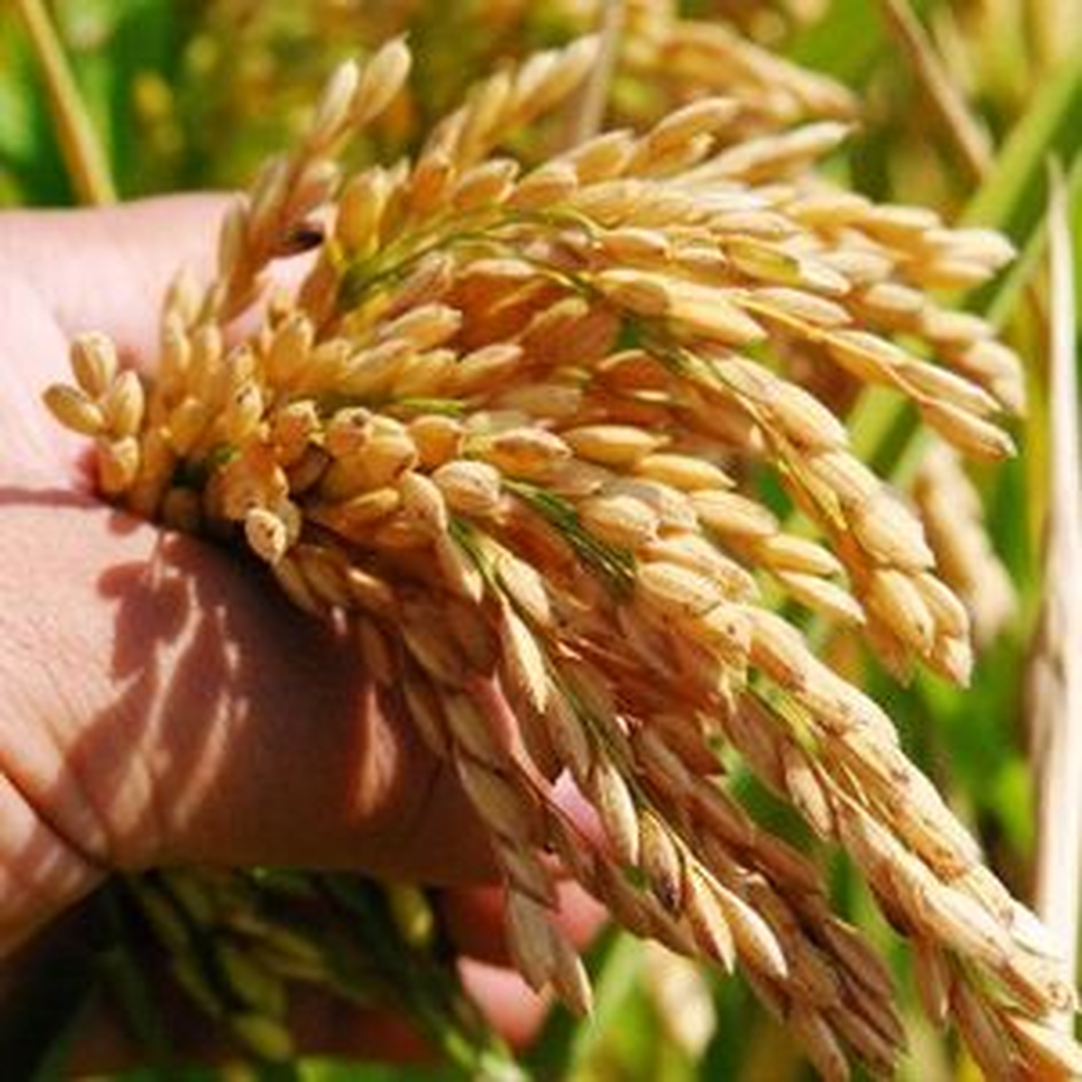 Manyas\'ta Çeltik Hasadı Başladı