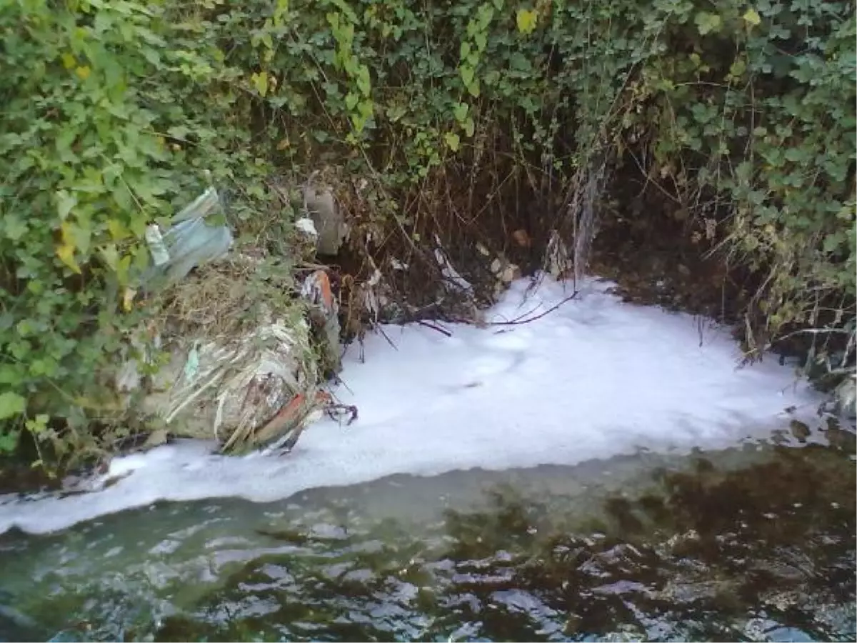 Mudurnu Deresi'nde Yine Toplu Balık Ölümleri