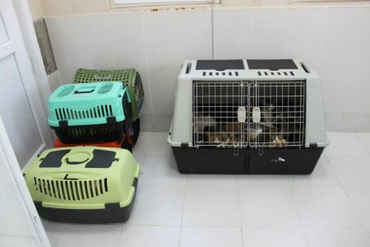 91 Kedi İçin Belediye Seferber Oldu