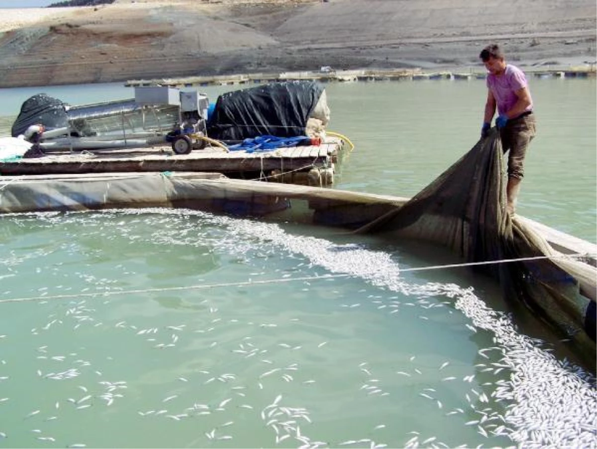 Baraj Kapakları Açıldı 500 Bin Balık Telef Oldu