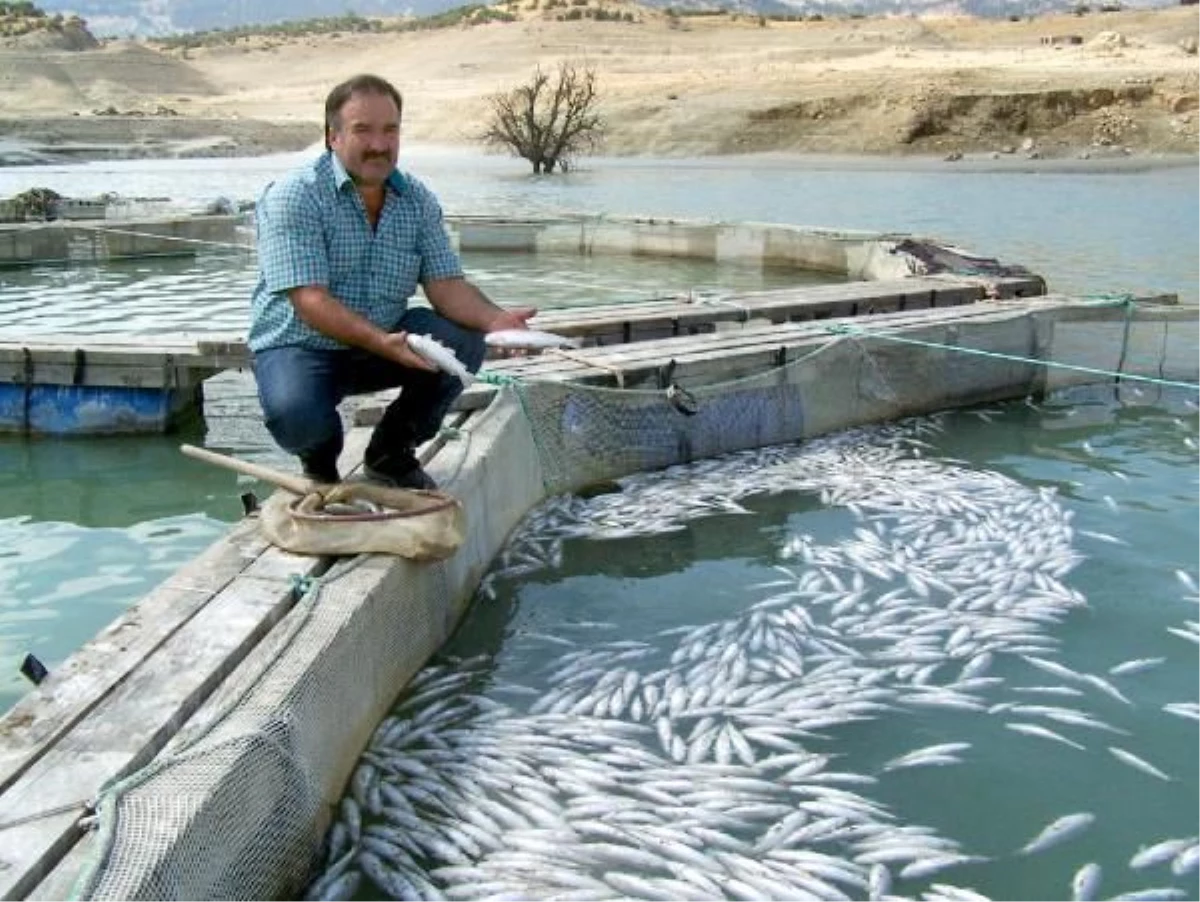 Baraj Kapaklarının Açılması Sonucu Balıkların Telef Olduğu İddiası
