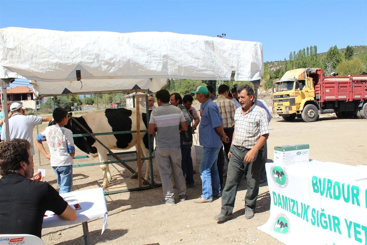 Burdur Dsyb\'den Hisarardı Köyü\'ne 120 Düve