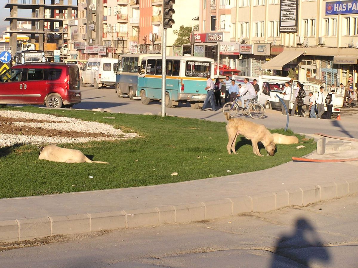 Başı Boş Köpekler Tehlike Oluşturuyor