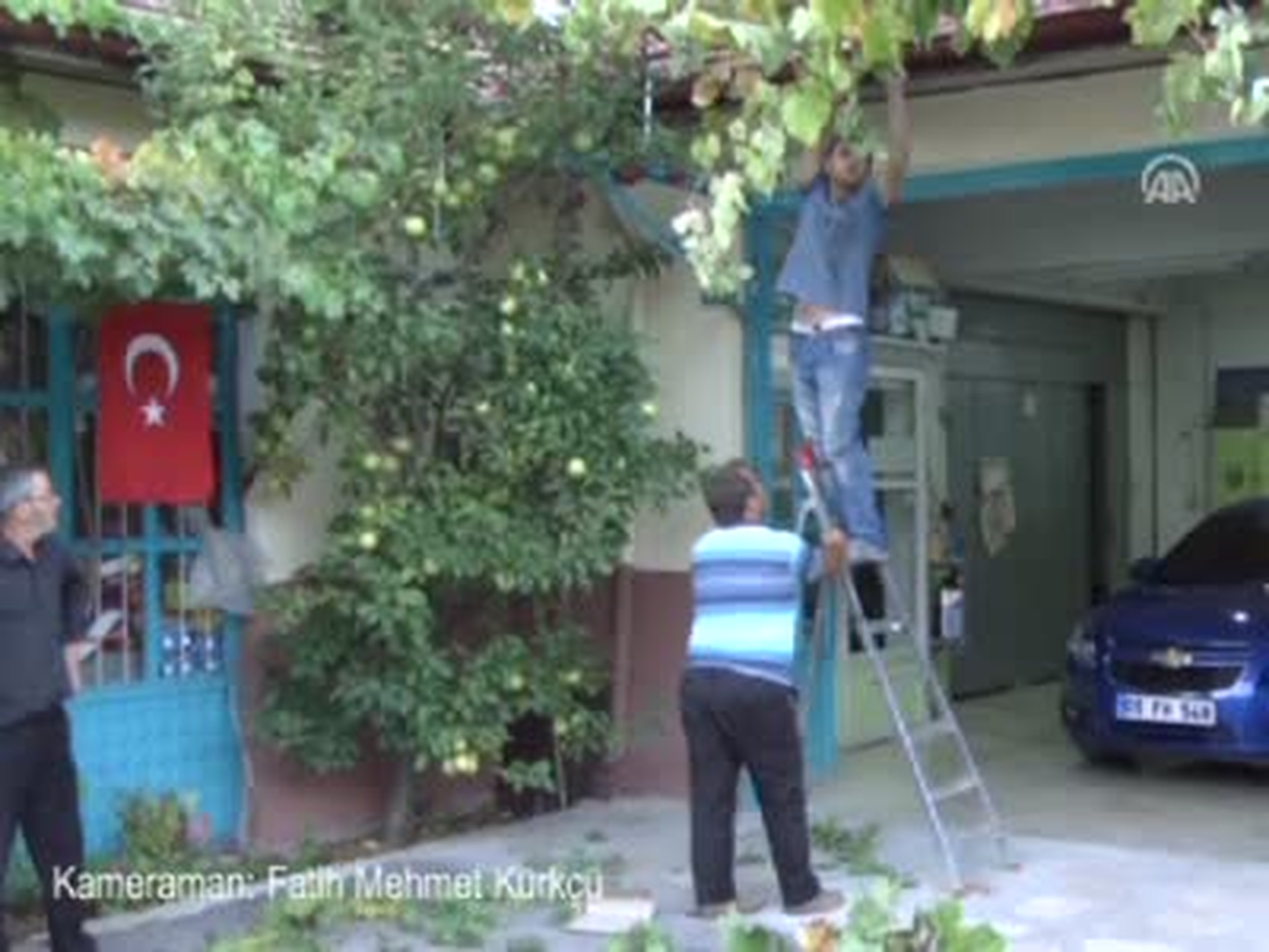 Bir Dalda 5 Çeşit Elma