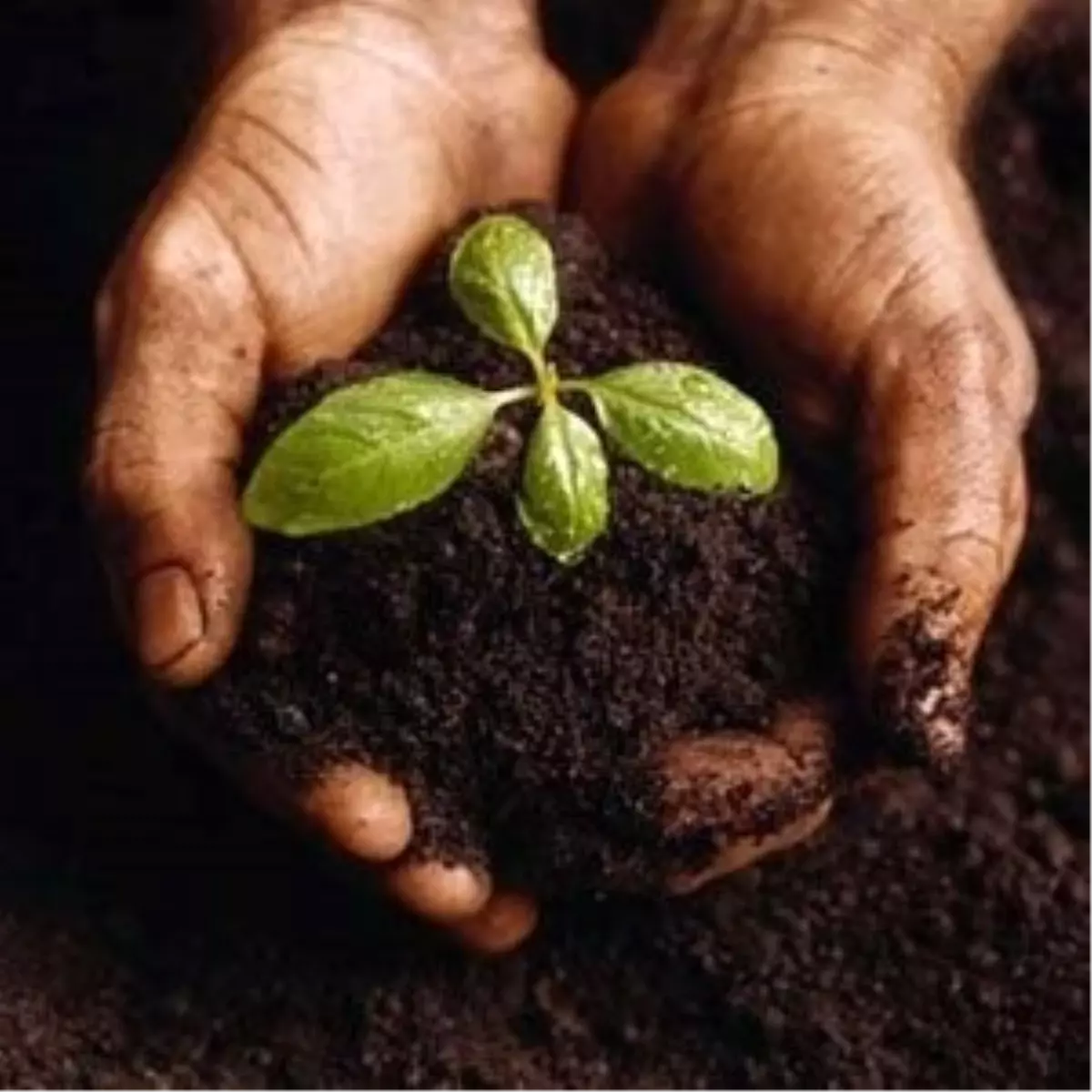 Dünyanın Toprağına Tohum Saçıyoruz