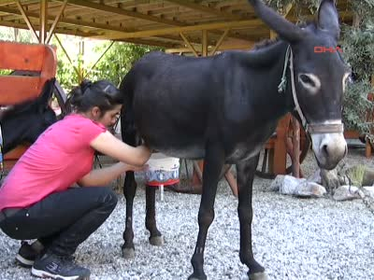 Kanser Hastasının Umudu Eşek Sütü