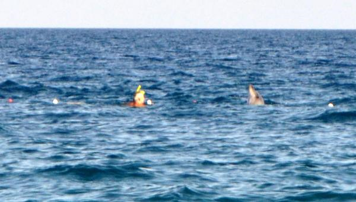 Konyaaltı Plajı Yunuslarla Şenlendi