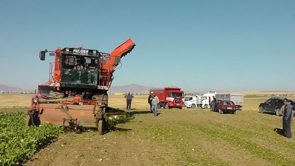 Kulu'da Pancar Hasadı Başladı