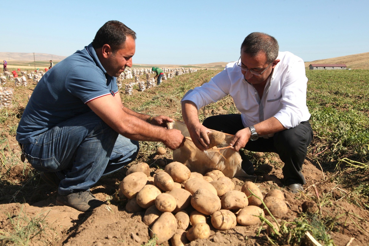 Ahlat Patatesi İhracat Desteği Bekliyor