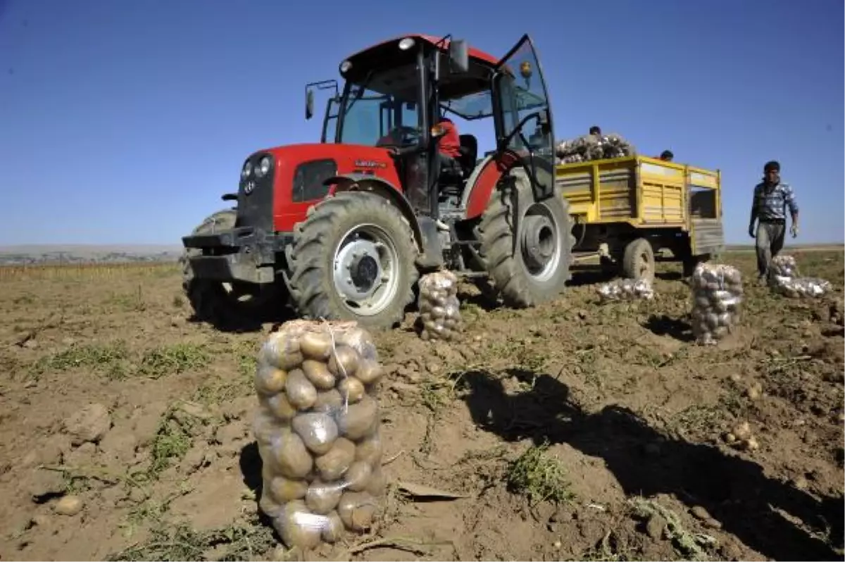 Ahlat\'ta Patates Hasadı Başladı