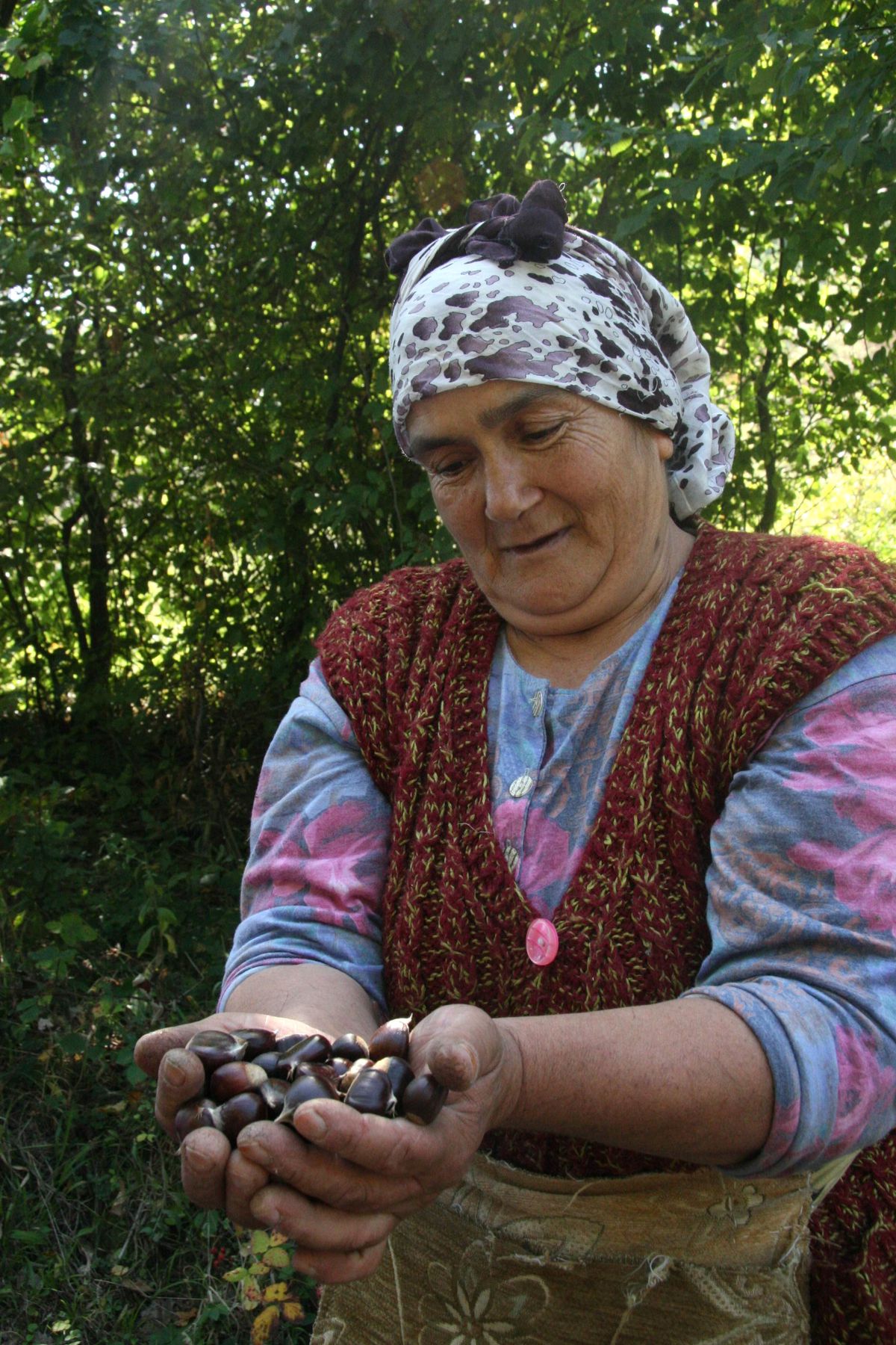 Kestane Köylülere Geçim Kaynağı