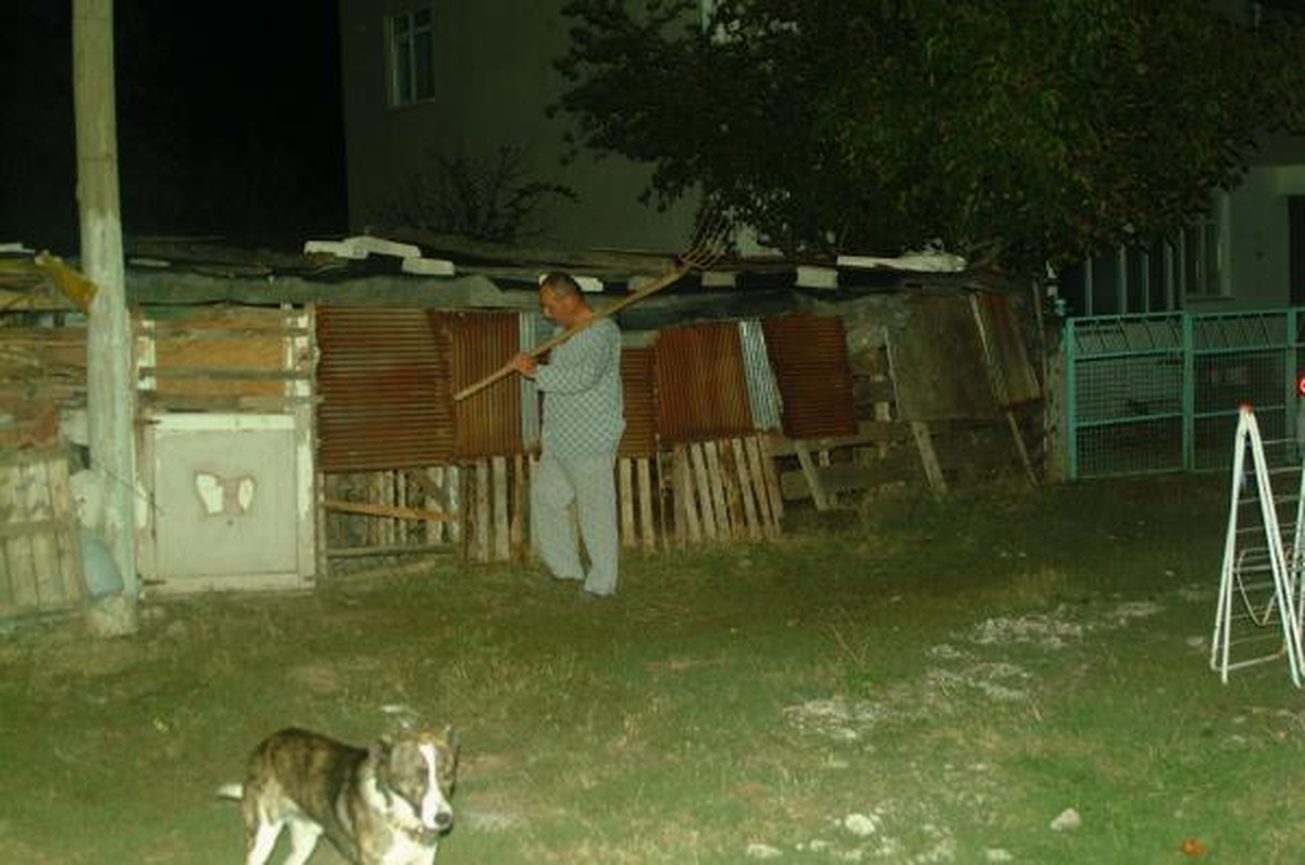 Köye İnen Aç Kurtlar 30 Koyunu Parçaladı