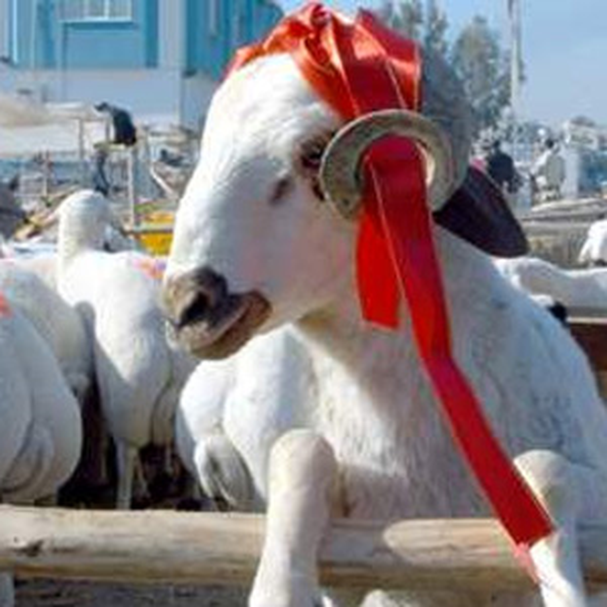 Kurbanlık Fiyatları Belli Oldu