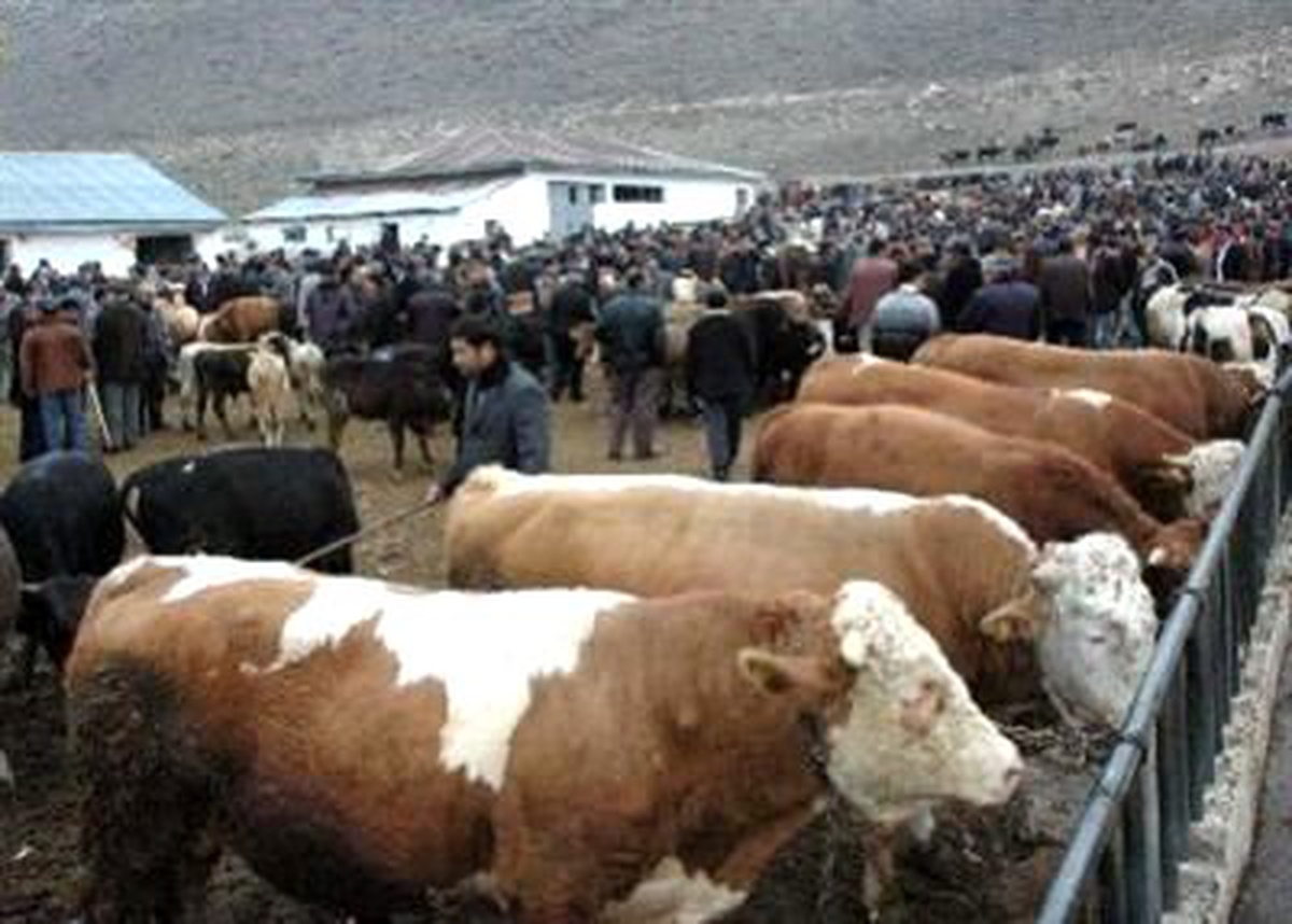 Kurbanlık Fiyatları Belli Oldu