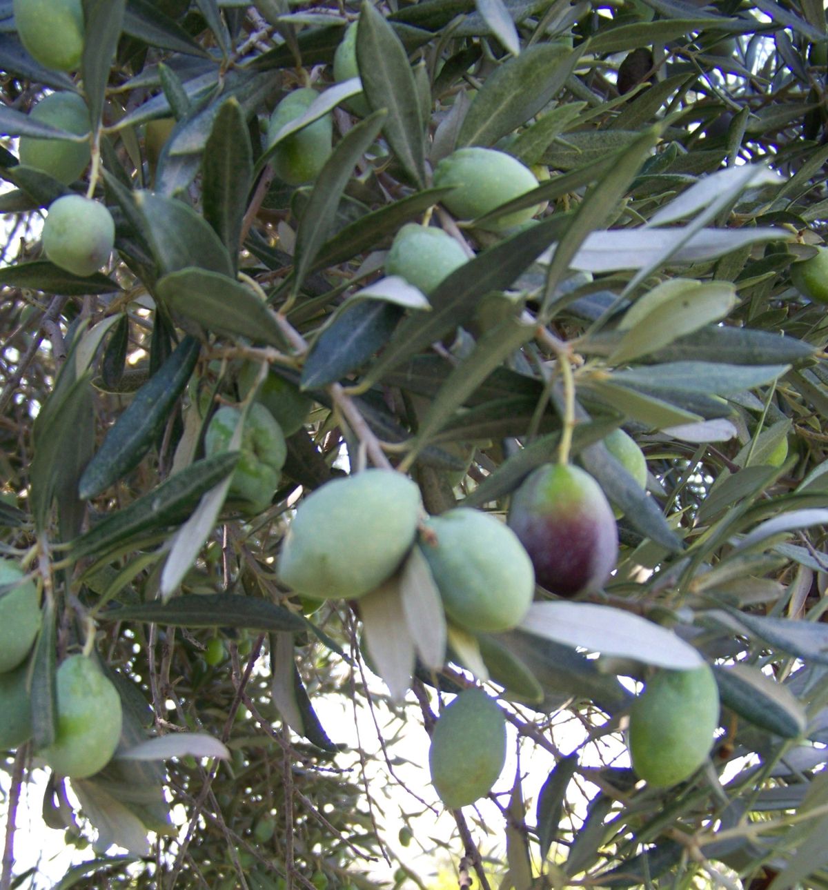 Mut\'ta 90 Bin Ton Zeytin Rekoltesi Bekleniyor