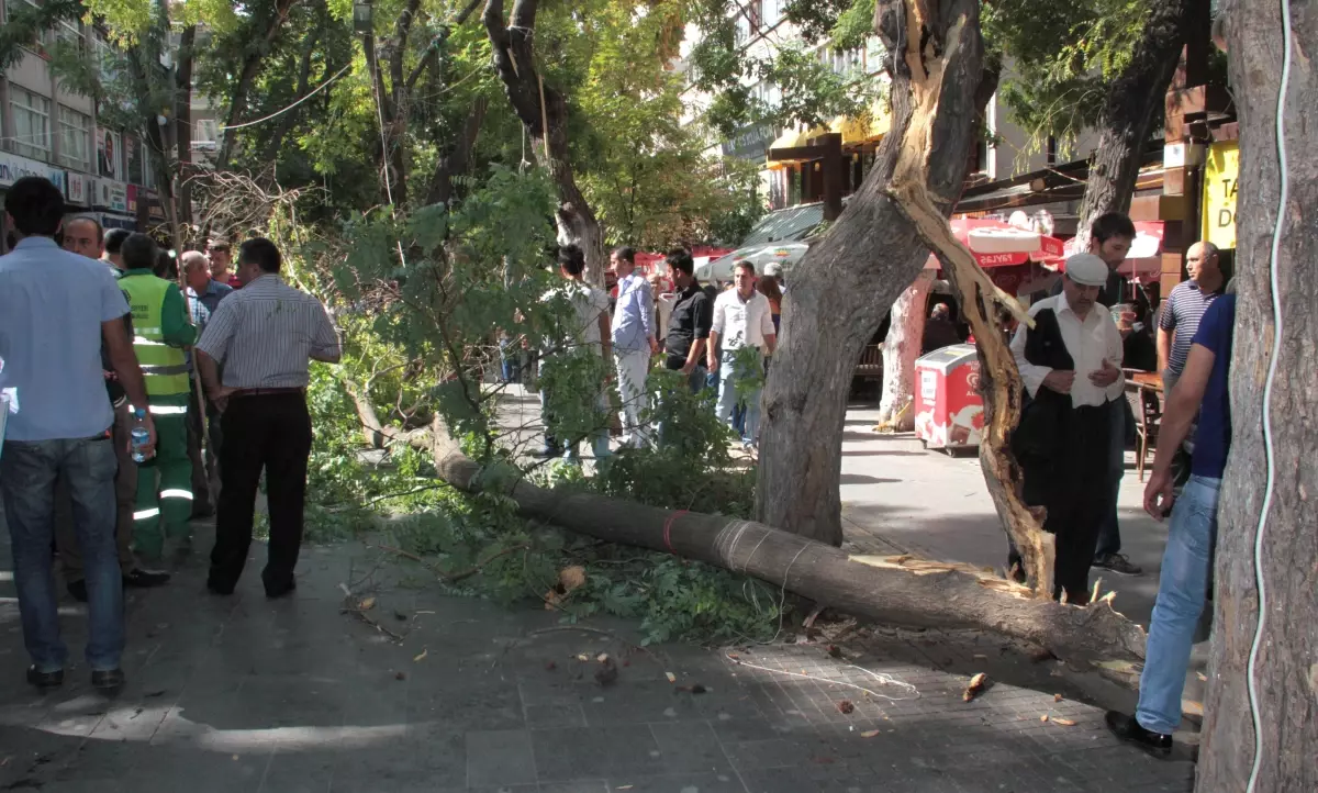 (Özel Haber) Başkent\'in Ortasında Kafasına Ağaç Düştü