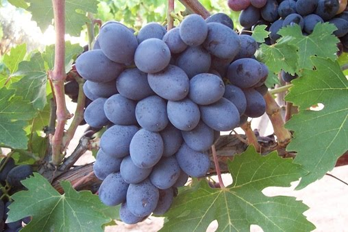 Üzümde Tercih 'Öküzgözü'