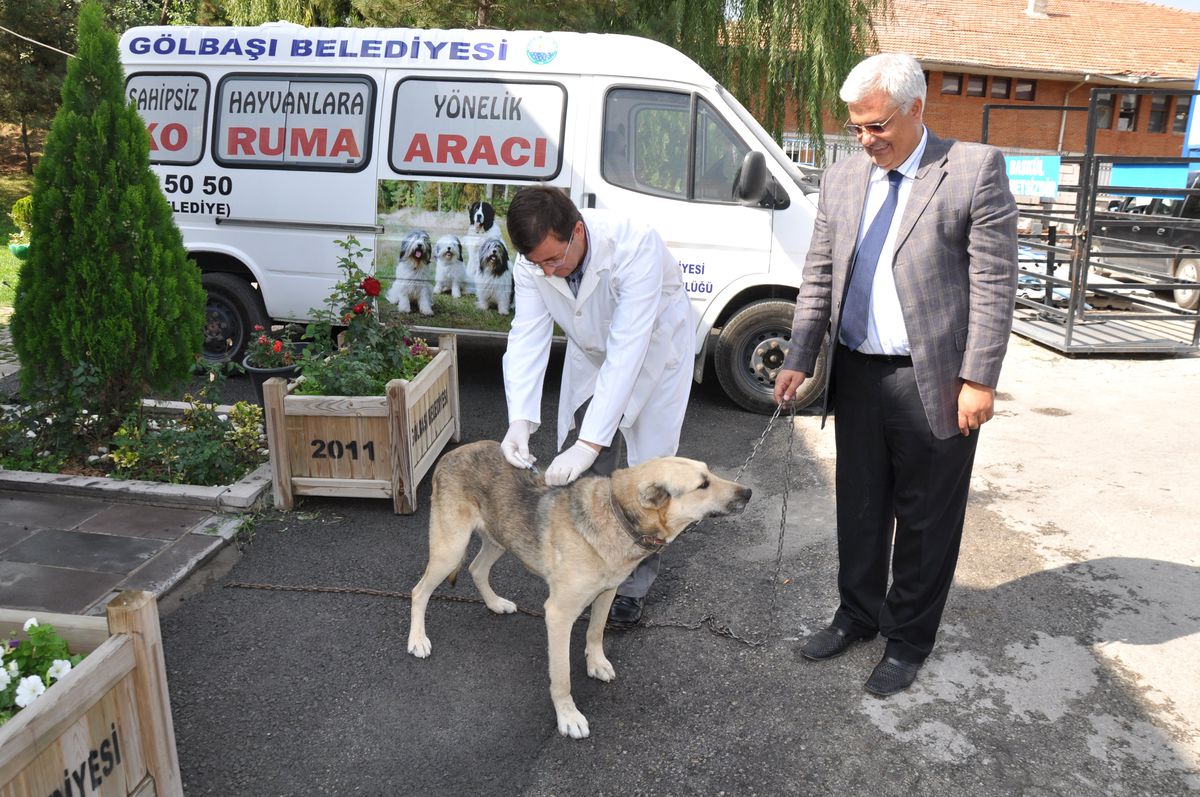 Gölbaşı\'nda Ücretsiz Kuduz Aşısı Kampanyası
