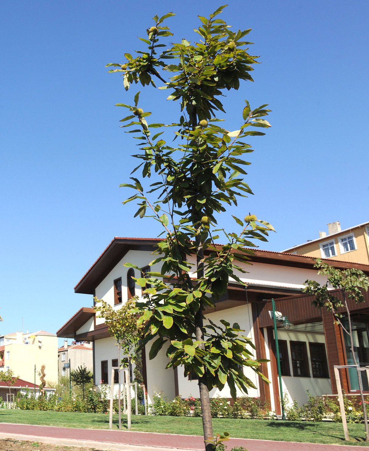 Kestane Bahçesi İlk Meyvelerini Verdi