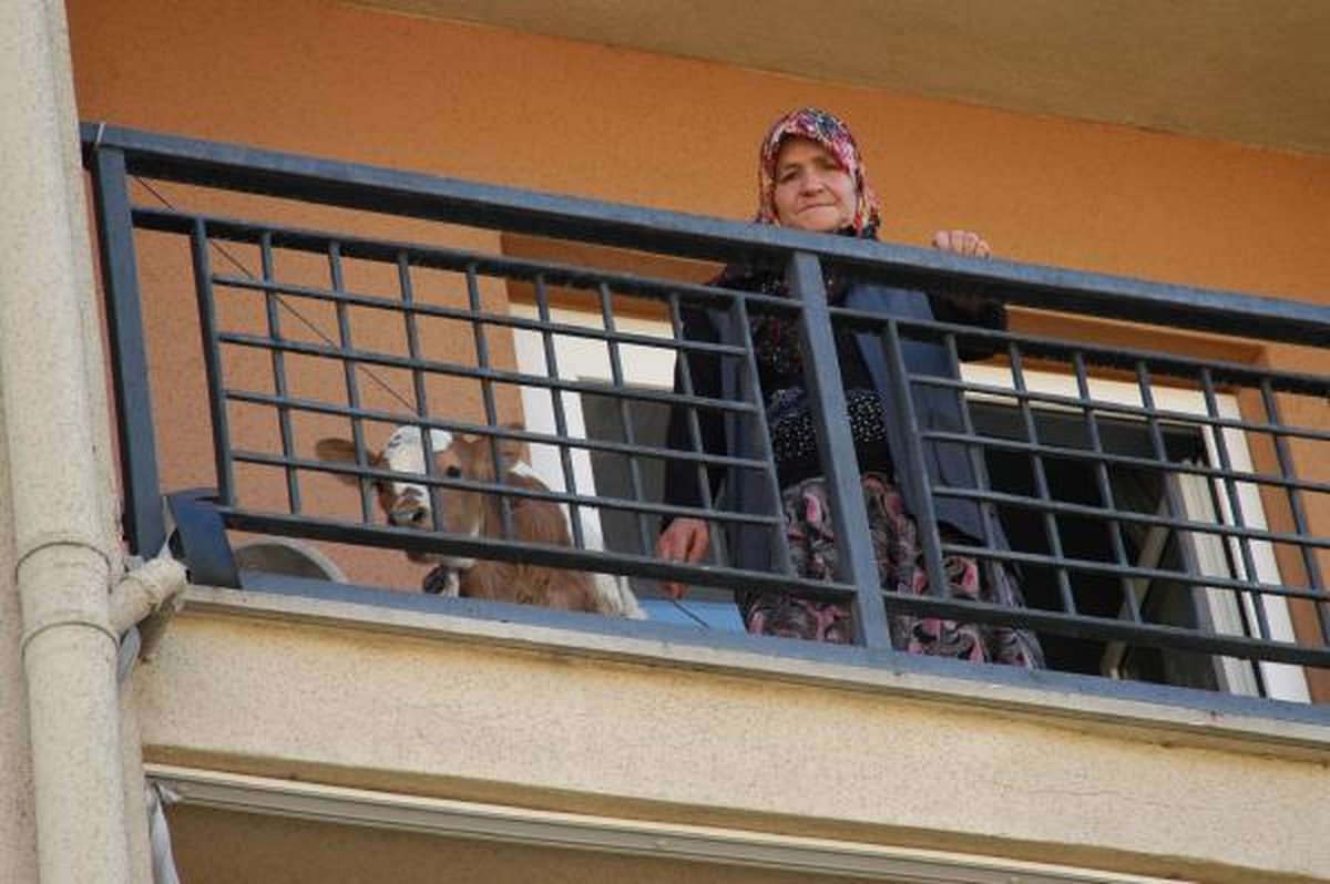 Köyüne Dönmek İsteyen Köylü Apartmana Buzağısını Çıkardı