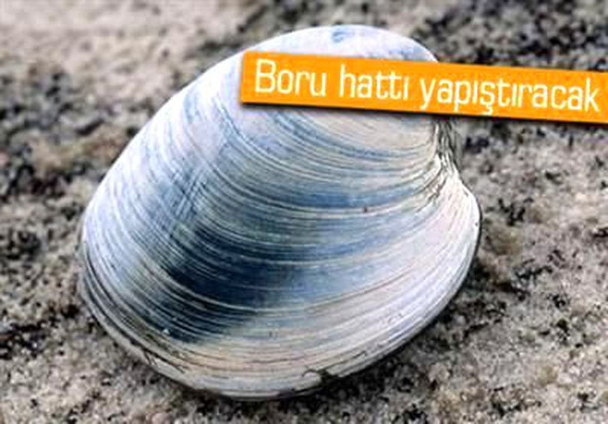 Midyeden Süper Yapıştırıcı Yaptılar