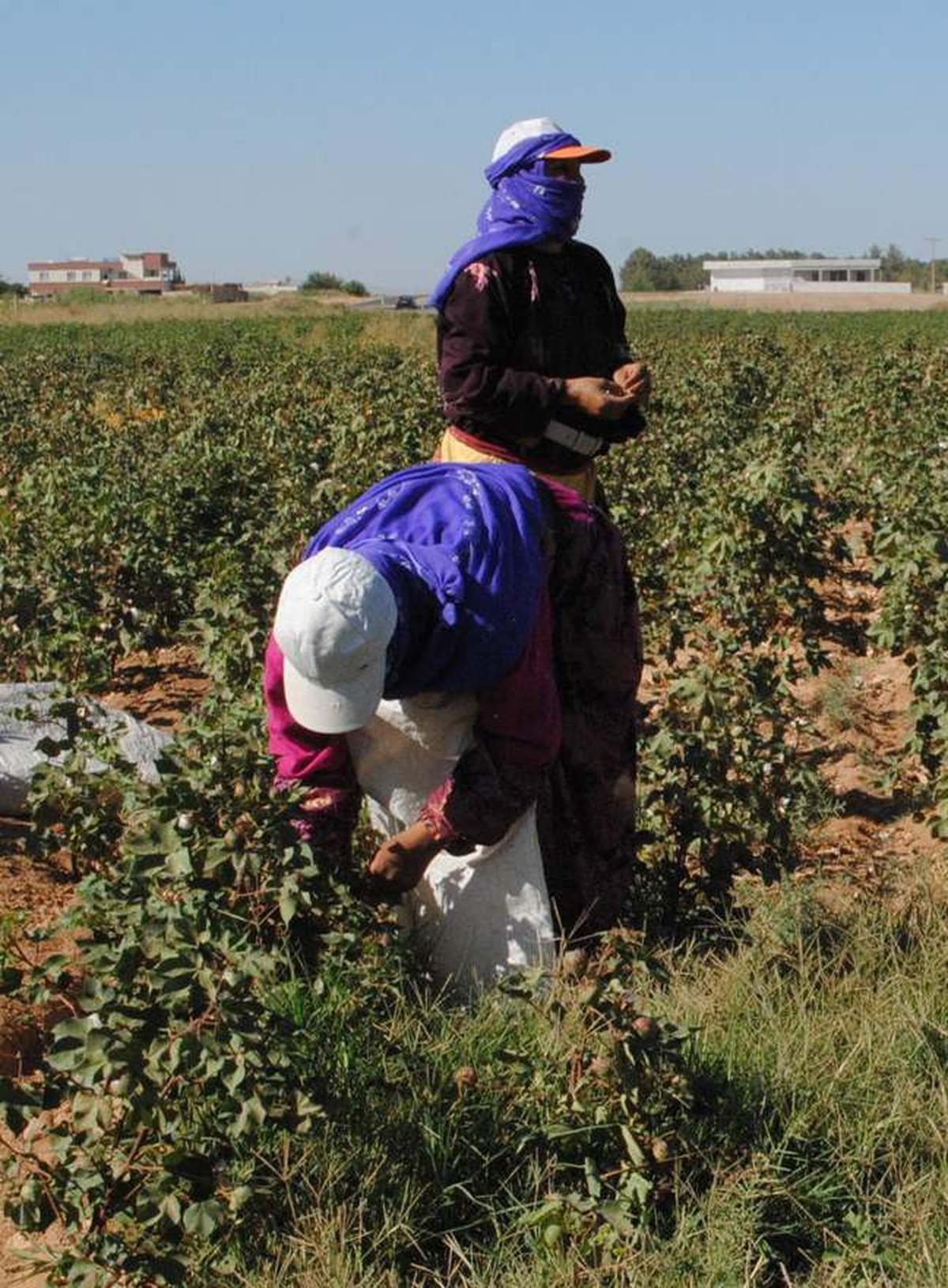 Tarımın Yükünü Kadınlar Daha Çok Taşıyor