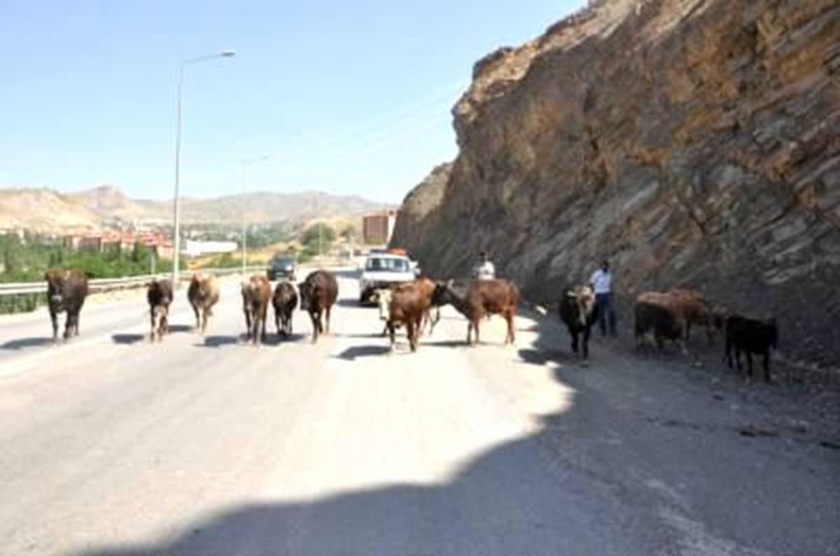 Cizre\'de Başıboş Hayvanlar Şehir Dışına Çıkarılacak