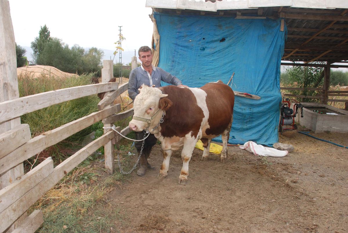 Kurbanlık Hayvanların Sevki Devam Ediyor