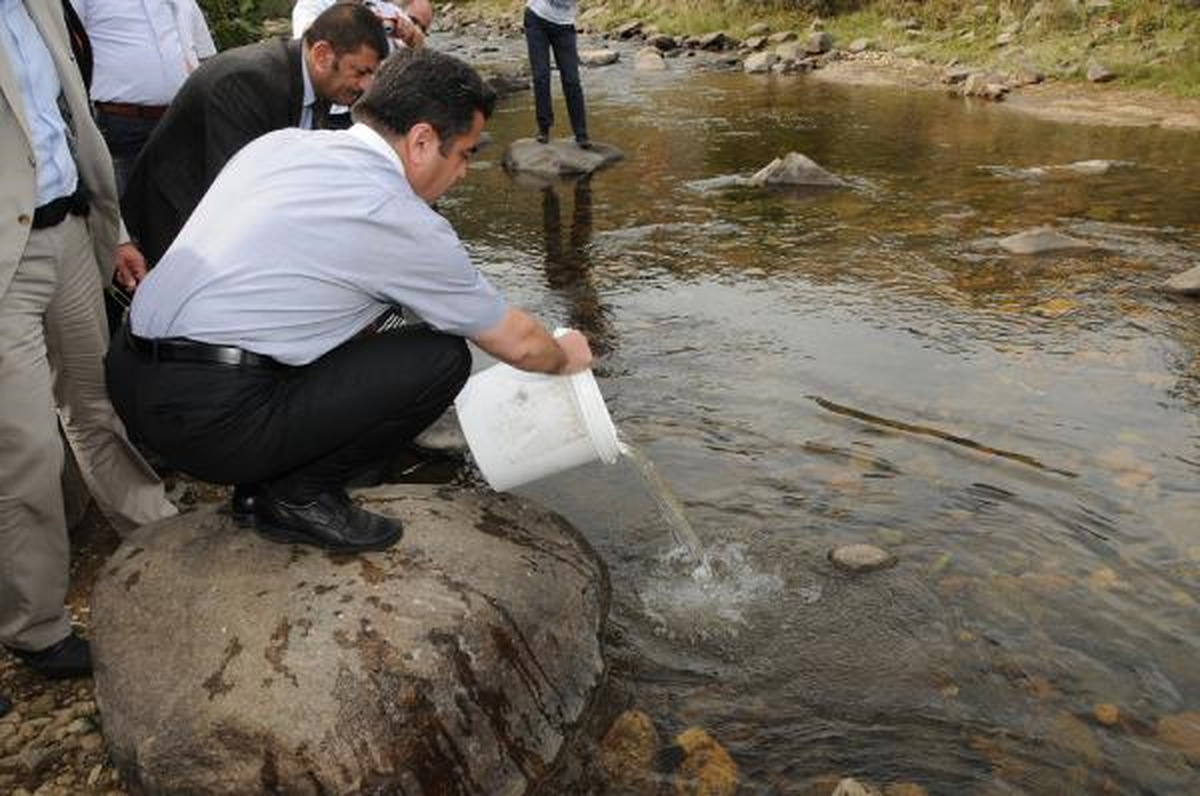 Ordu\'nun Dereleri Alabalıkla Renklendi