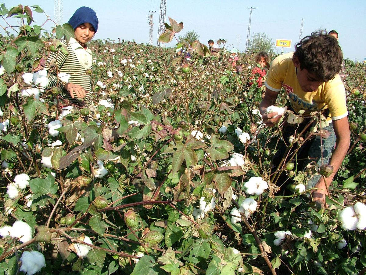 Sökeli Üreticiye Başakçı Uyarısı