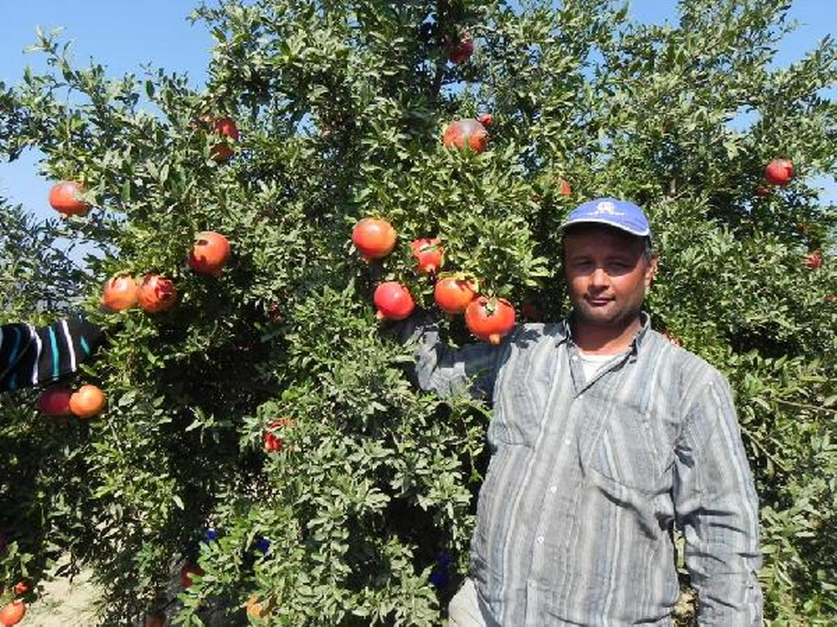 Narda Üretim İyi, Fiyat Düşük