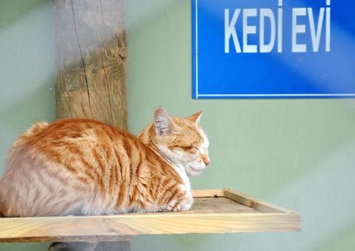 Orman Bakanı "Kedi Evi" Dağıtacak