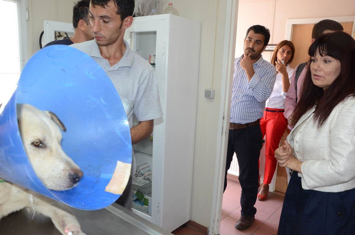 "Sokak Hayvanları Şiddet Görmesin"