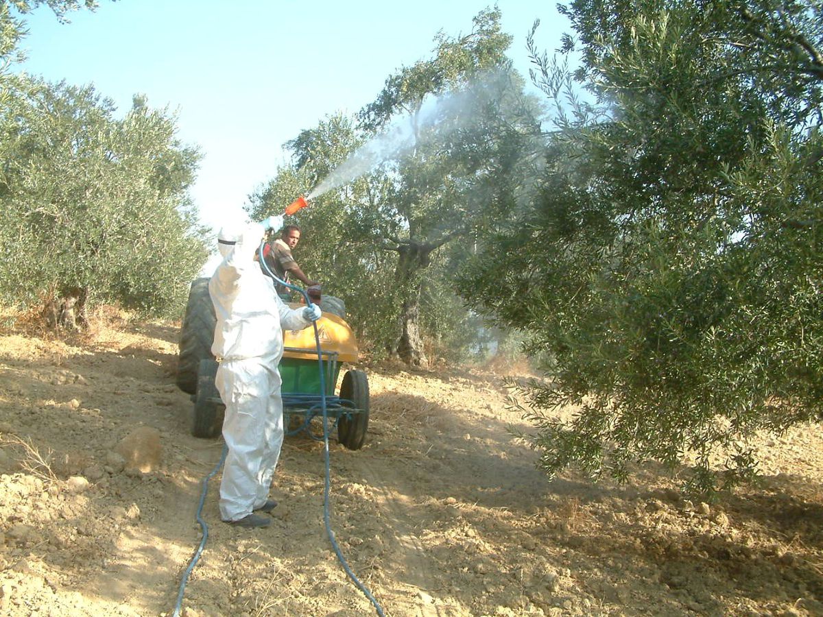 Burhaniye\'de Zeytin Sineği Mücadelesinde Yeni Dönem Başladı