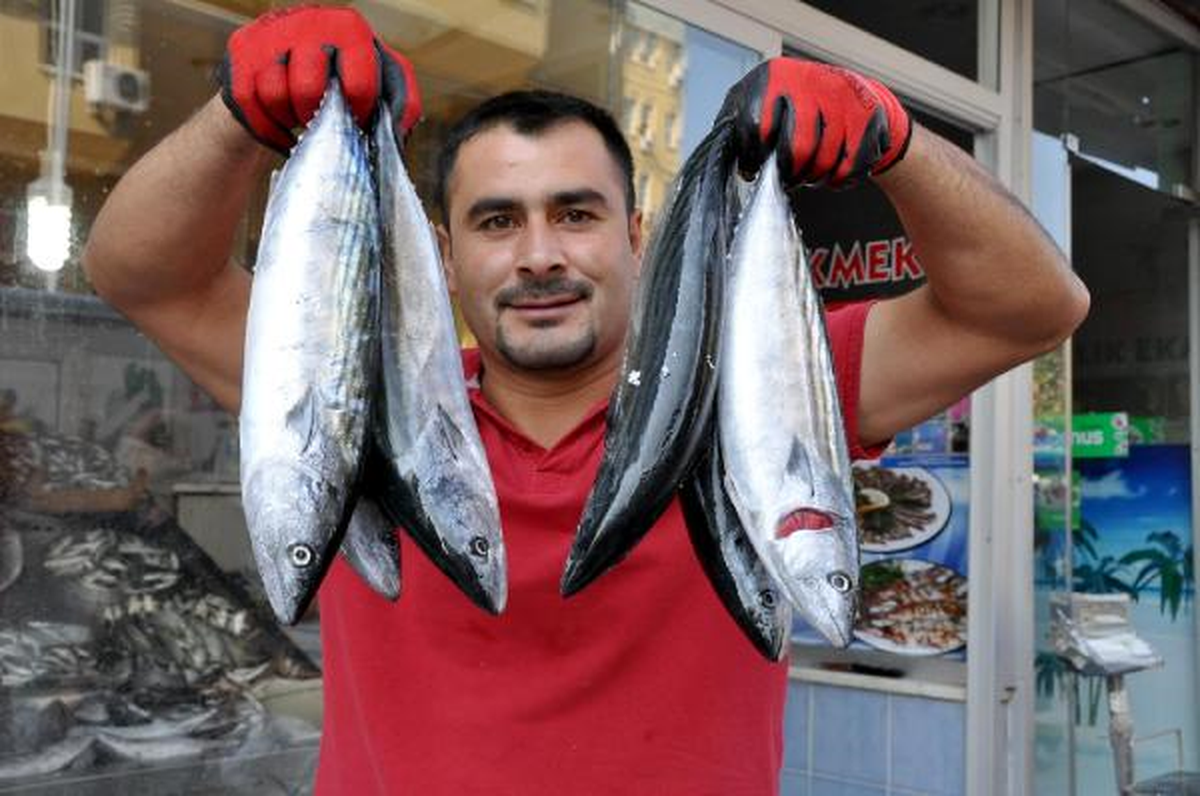 Karadeniz\'de Palamut Bolluğu