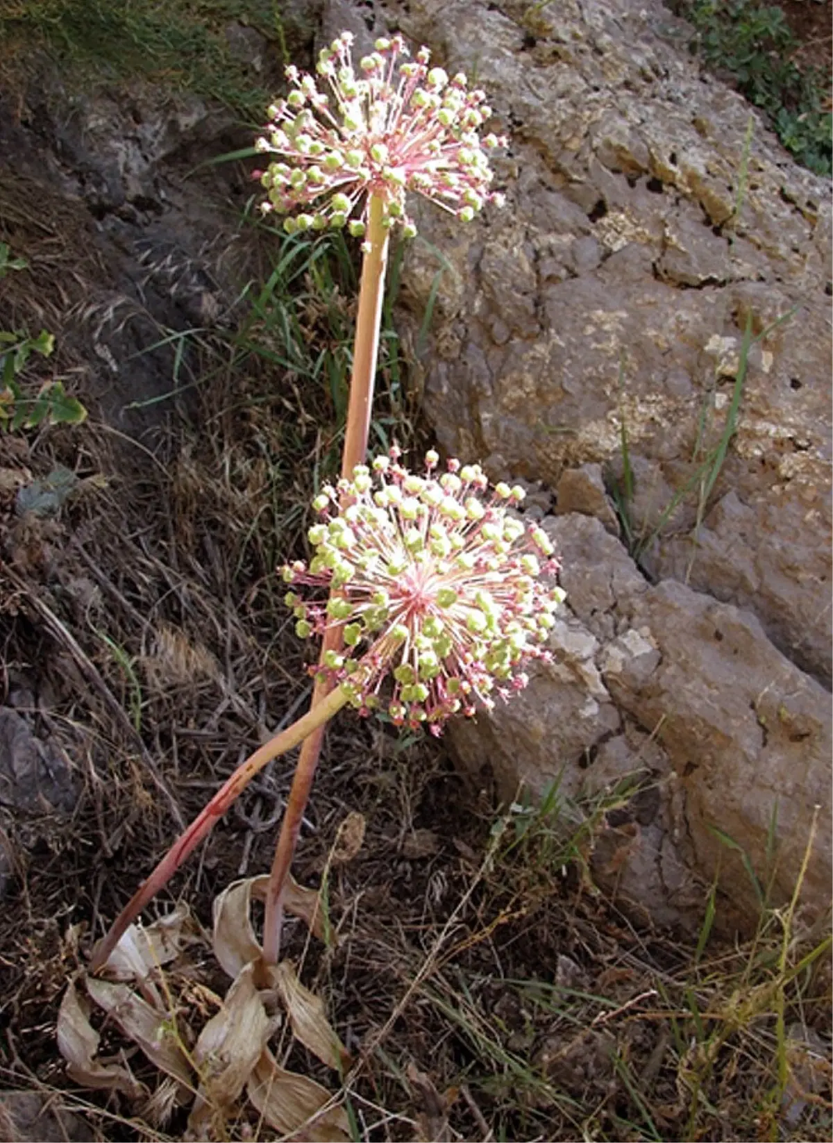 Kato Dağında Yeni Bir Bitki Türü Tespit Edildi