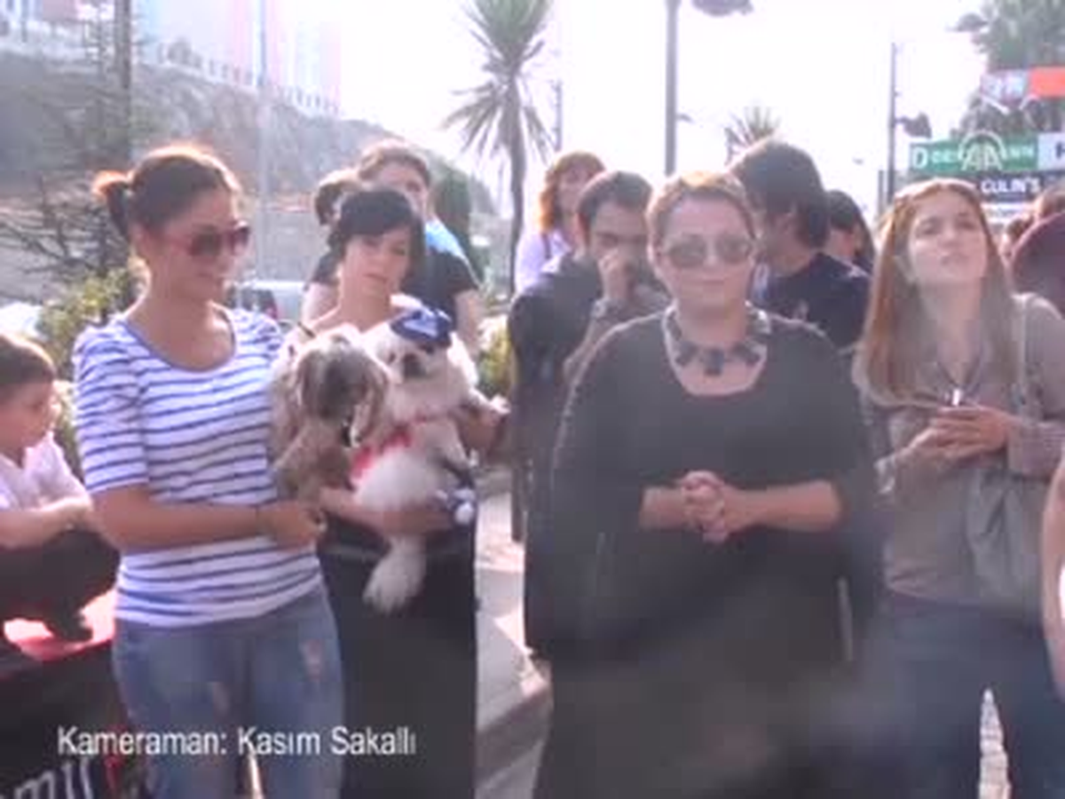 Kedi ve Köpek Güzellik Yarışması