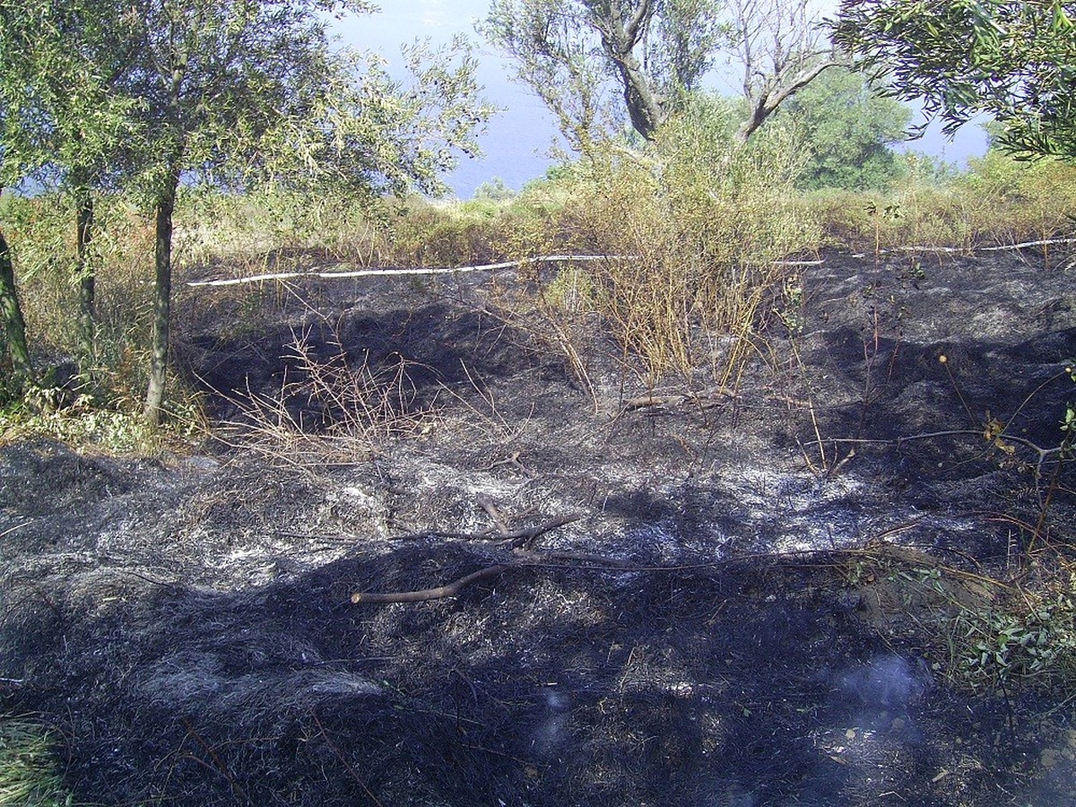 Anız Ateşi, Zeytinlik Alana Zarar Verdi