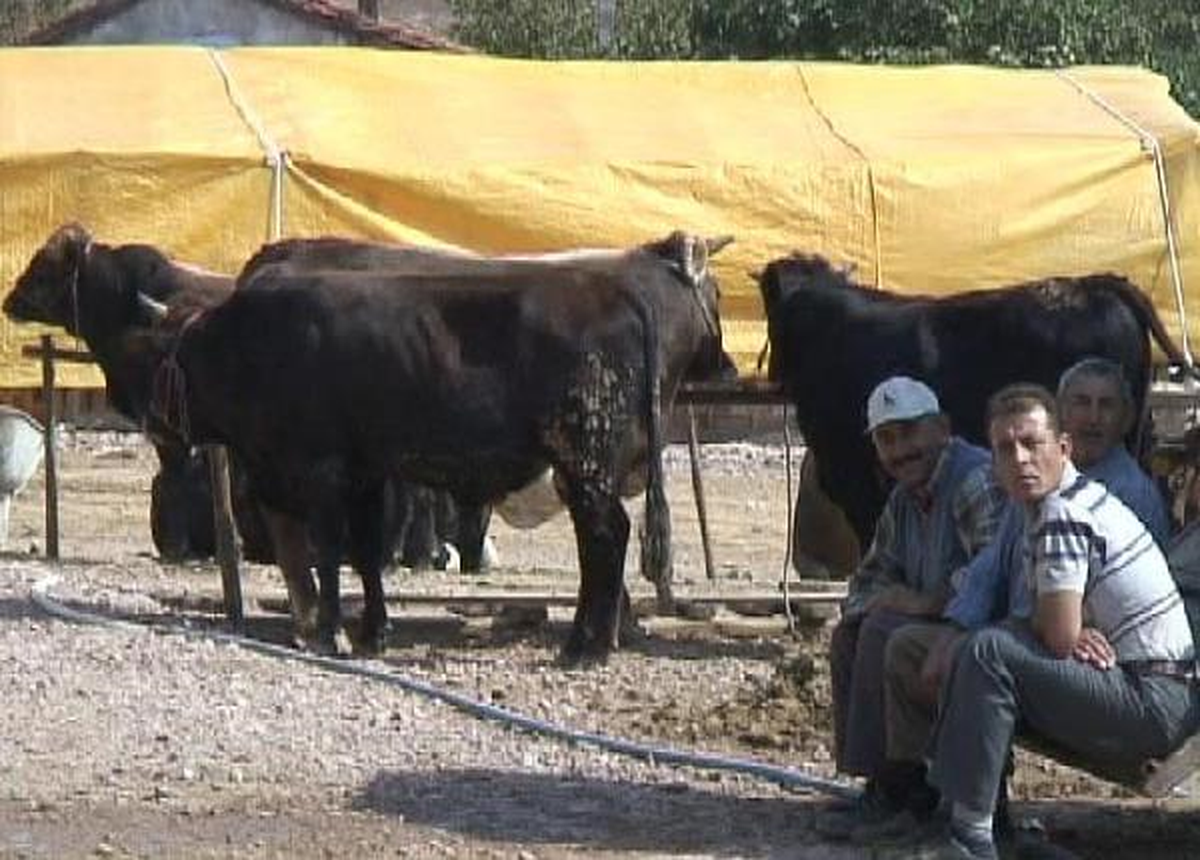 İzmit\'teki Kurban Satıcıları Dertli