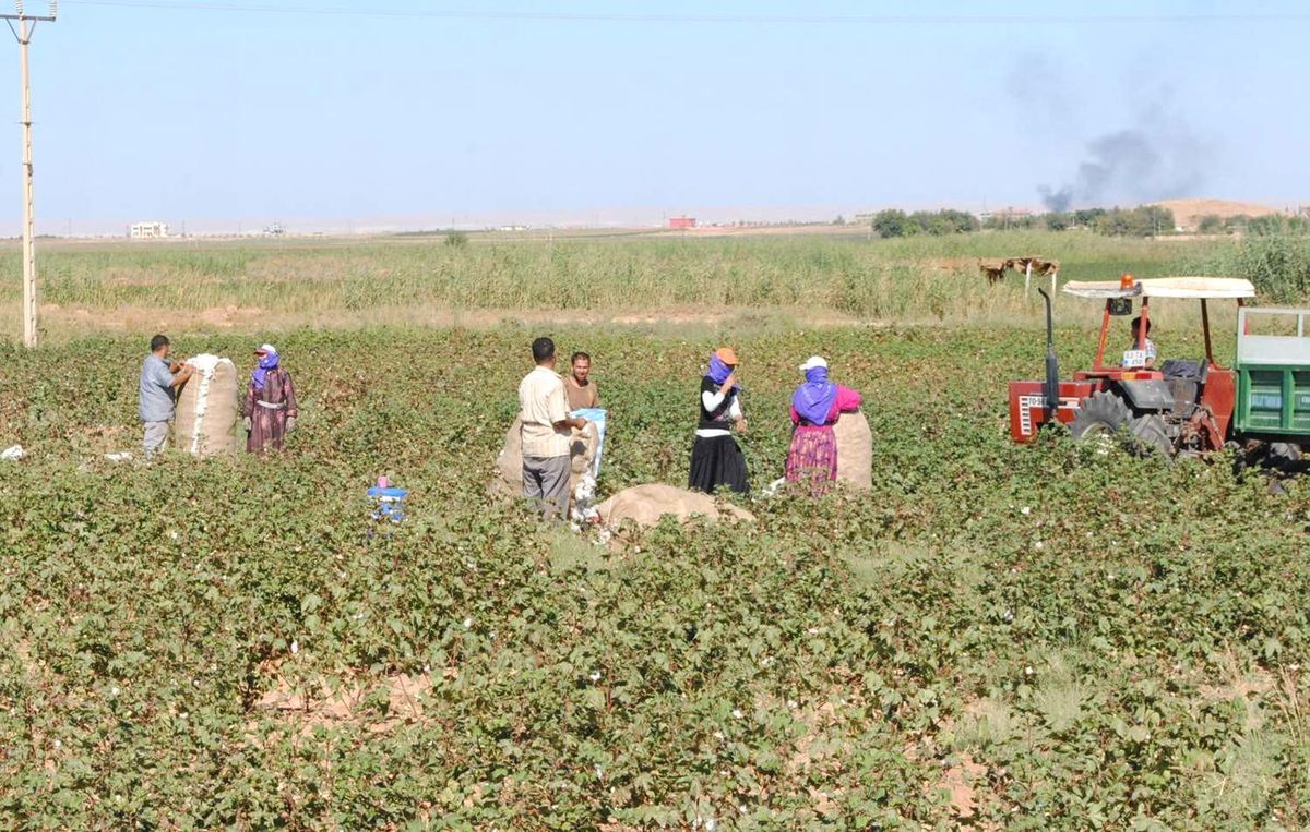 Şanlıurfa\'nın \'Beyaz Altını\'nda Hasat Devam Ediyor