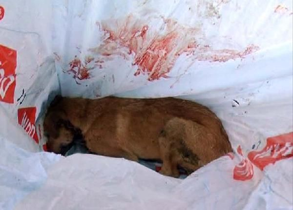 Tavuklarını Yiyen Köpeği Bıçaklayarak Öldürdü