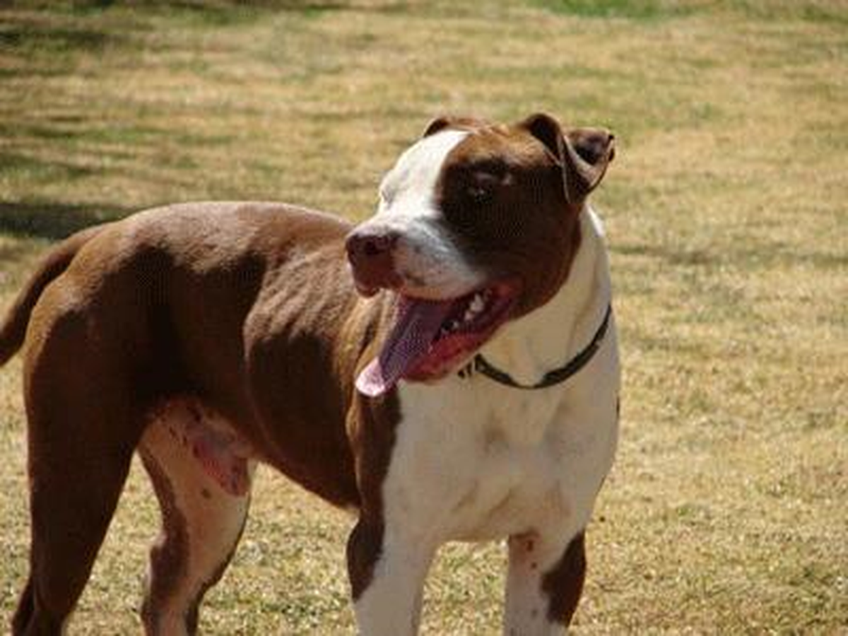 Viyana\'da "Köpek Irkçılığı" Protesto Edildi
