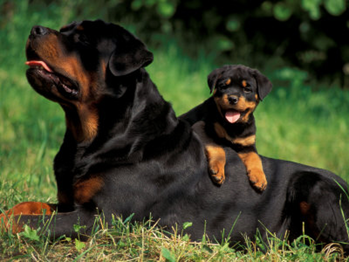 Yabancı Köpeklere Vize İsteğine Tepki